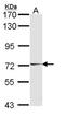 Hormonally Up-Regulated Neu-Associated Kinase antibody, NBP2-16904, Novus Biologicals, Western Blot image 