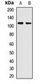 TATA-Box Binding Protein Associated Factor 5 antibody, orb412569, Biorbyt, Western Blot image 