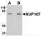 Nucleoporin 107 antibody, 4701, ProSci, Western Blot image 