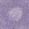 Scinderin antibody, HPA020518, Atlas Antibodies, Immunohistochemistry frozen image 