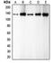 Cadherin 1 antibody, orb213706, Biorbyt, Western Blot image 