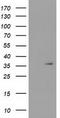 Short Chain Dehydrogenase/Reductase Family 9C Member 7 antibody, LS-C172450, Lifespan Biosciences, Western Blot image 