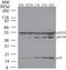 FLICE antibody, TA336388, Origene, Western Blot image 