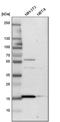 RNA Binding Motif Protein 3 antibody, PA5-51976, Invitrogen Antibodies, Western Blot image 