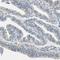 WD repeat domain phosphoinositide-interacting protein 1 antibody, HPA007493, Atlas Antibodies, Immunohistochemistry paraffin image 