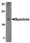 Survivin antibody, orb74400, Biorbyt, Western Blot image 