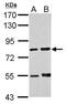 IK Cytokine antibody, PA5-21938, Invitrogen Antibodies, Western Blot image 