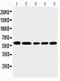 Clusterin antibody, PA2233, Boster Biological Technology, Western Blot image 