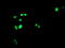 Forkhead Box I1 antibody, LS-C175143, Lifespan Biosciences, Immunofluorescence image 