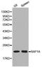Ras-related protein Rap-1A antibody, orb48947, Biorbyt, Western Blot image 