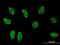 TSC22 Domain Family Member 3 antibody, orb89582, Biorbyt, Immunofluorescence image 