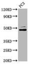SEC14 Like Lipid Binding 2 antibody, CSB-PA020937LA01HU, Cusabio, Western Blot image 