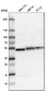 Ubiquinol-Cytochrome C Reductase Core Protein 1 antibody, HPA002815, Atlas Antibodies, Western Blot image 