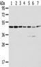 Endoplasmic Reticulum Protein 44 antibody, TA351879, Origene, Western Blot image 