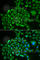 Recoverin antibody, A6404, ABclonal Technology, Immunofluorescence image 