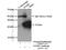 Glycine N-Methyltransferase antibody, 18790-1-AP, Proteintech Group, Immunoprecipitation image 