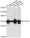 Enoyl-CoA Hydratase Domain Containing 2 antibody, LS-C749589, Lifespan Biosciences, Western Blot image 