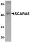 Scavenger Receptor Class A Member 5 antibody, TA306806, Origene, Western Blot image 