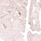 Forkhead Box M1 antibody, HPA029974, Atlas Antibodies, Immunohistochemistry frozen image 