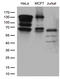 Histone acetyltransferase KAT5 antibody, CF812334, Origene, Western Blot image 