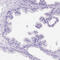 PHD Finger Protein 7 antibody, HPA070305, Atlas Antibodies, Immunohistochemistry frozen image 