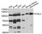 Fc receptor-like protein 3 antibody, A10451, ABclonal Technology, Western Blot image 