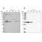 Vesicle Trafficking 1 antibody, PA5-56605, Invitrogen Antibodies, Western Blot image 