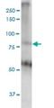 Mediator Complex Subunit 16 antibody, H00010025-M02, Novus Biologicals, Western Blot image 