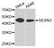 Sestrin 3 antibody, orb373280, Biorbyt, Western Blot image 