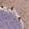 Sodium/potassium/calcium exchanger 3 antibody, HPA045497, Atlas Antibodies, Immunohistochemistry frozen image 