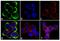 c-met antibody, 700139, Invitrogen Antibodies, Immunofluorescence image 