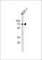 Lysine Acetyltransferase 7 antibody, PA5-11253, Invitrogen Antibodies, Western Blot image 