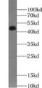 TGF beta antibody, FNab09851, FineTest, Western Blot image 