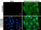 Influenza virus antibody, GTX629882, GeneTex, Immunofluorescence image 