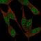 NAF-1 antibody, HPA066090, Atlas Antibodies, Immunofluorescence image 