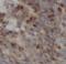 Cingulin Like 1 antibody, FNab01626, FineTest, Immunohistochemistry frozen image 