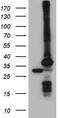 Proteasome subunit alpha type-7 antibody, TA810348S, Origene, Western Blot image 