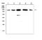 Actin-depolymerizing factor antibody, MA1044, Boster Biological Technology, Western Blot image 