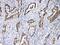 Tectorin Alpha antibody, A02840, Boster Biological Technology, Immunohistochemistry paraffin image 