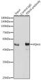 Pyruvate Dehydrogenase Complex Component X antibody, GTX54603, GeneTex, Immunoprecipitation image 