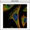 Peroxisomal biogenesis factor 19 antibody, GTX110721, GeneTex, Immunocytochemistry image 