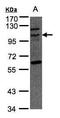 TAO Kinase 3 antibody, GTX102894, GeneTex, Western Blot image 
