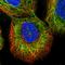 Zinc Finger Protein 573 antibody, HPA042776, Atlas Antibodies, Immunofluorescence image 