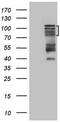 Homeodomain-interacting protein kinase 1 antibody, TA807265S, Origene, Western Blot image 