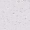 Sterol O-Acyltransferase 1 antibody, PA5-61455, Invitrogen Antibodies, Immunohistochemistry frozen image 