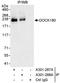 Dedicator of cytokinesis protein 1 antibody, A301-287A, Bethyl Labs, Immunoprecipitation image 