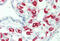 Fc Fragment Of IgG Receptor IIa antibody, MBS249188, MyBioSource, Immunohistochemistry frozen image 