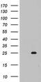 Mitochondrial Ribosomal Protein S11 antibody, MA5-26561, Invitrogen Antibodies, Western Blot image 