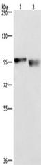 Protein CIP2A antibody, TA349807, Origene, Western Blot image 