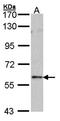 Forkhead box protein N1 antibody, orb73559, Biorbyt, Western Blot image 
